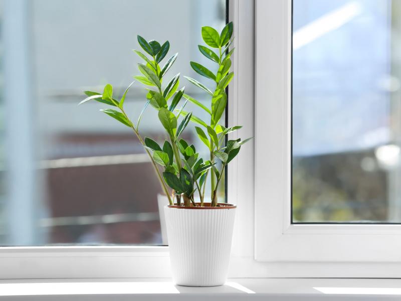 Zamiokulkas – jak dbać o roślinę?